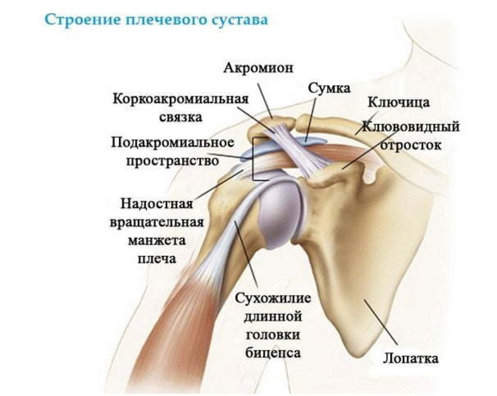 Разрыв плечевого сустава симптомы. Анатомия плеча мышцы связки сухожилия. Анатомия плечевого сустава человека мышцы и связки. Плече суставные связки анатомия. Плечевой сустав анатомия строение с мышцами и связками.