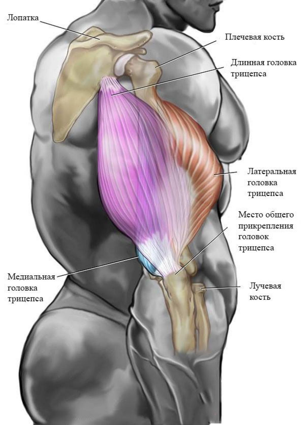 Лучший трицепс в мире