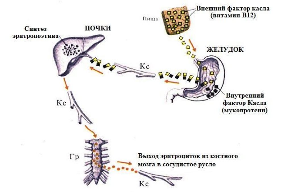 Факторы желудка. Фактор Касла и витамин в12. Внешний фактор Касла витамин в12. Внешний и внутренний фактор Кастла. Внутренний фактор Кастла это витамин в12.