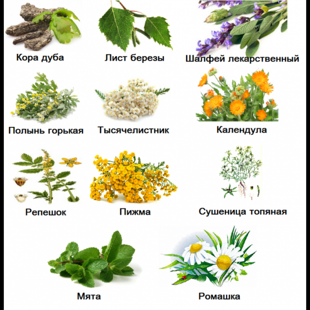 Лечебные травы и растения картинки с названиями