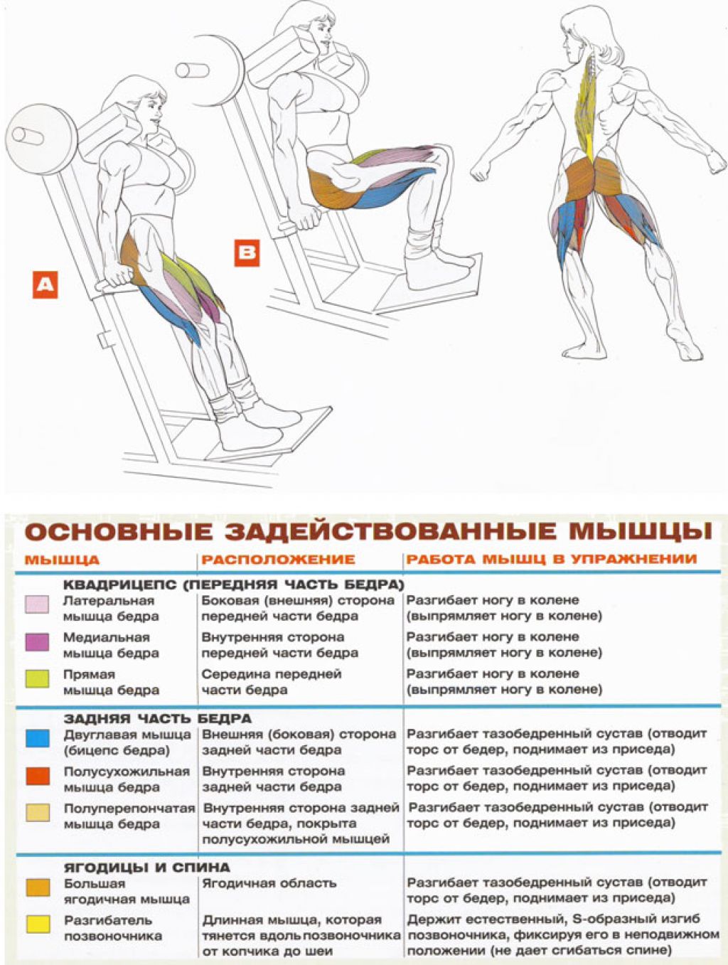 Мышцы бедра упражнения дома