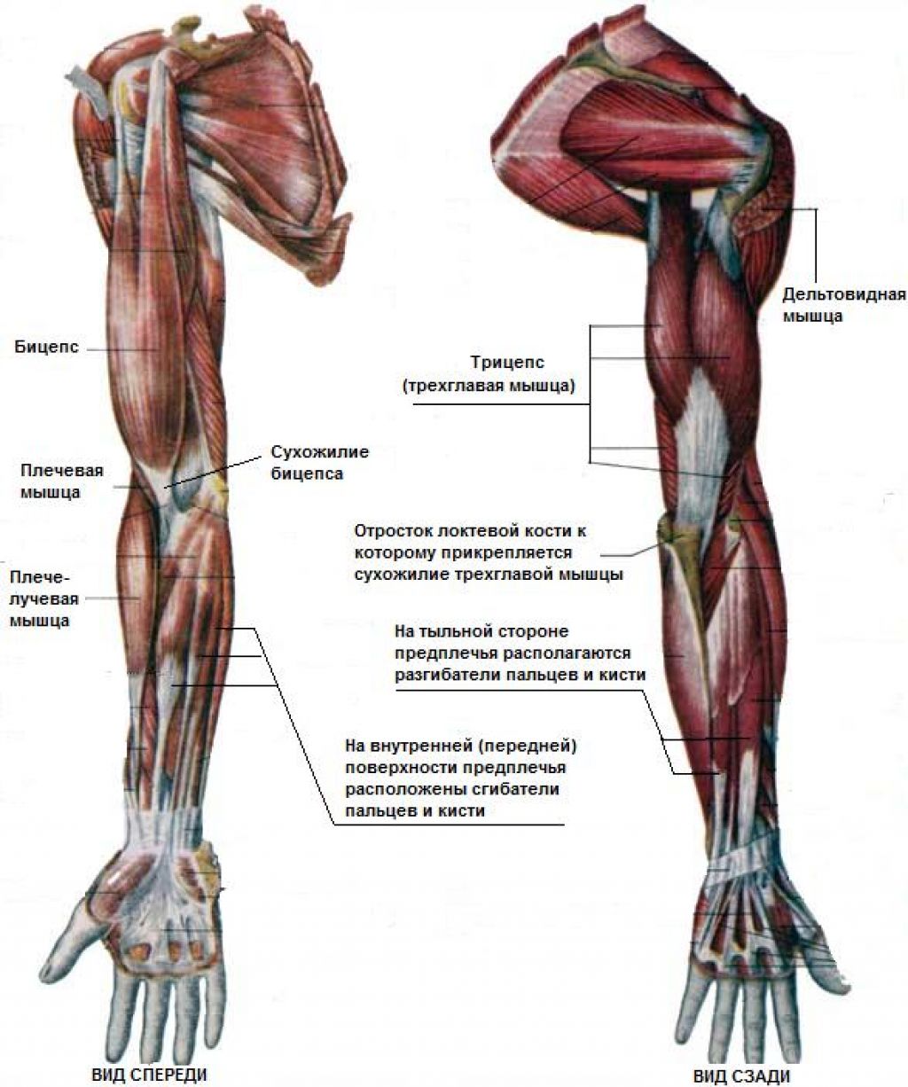 Анатомия мышц рук человека. Мышцы верхней конечности анатомия строение. Мышцы верхней конечности анатомия вид спереди. Мышцы руки сгибатели анатомия. Анатомия сухожилия двуглавой мышцы.