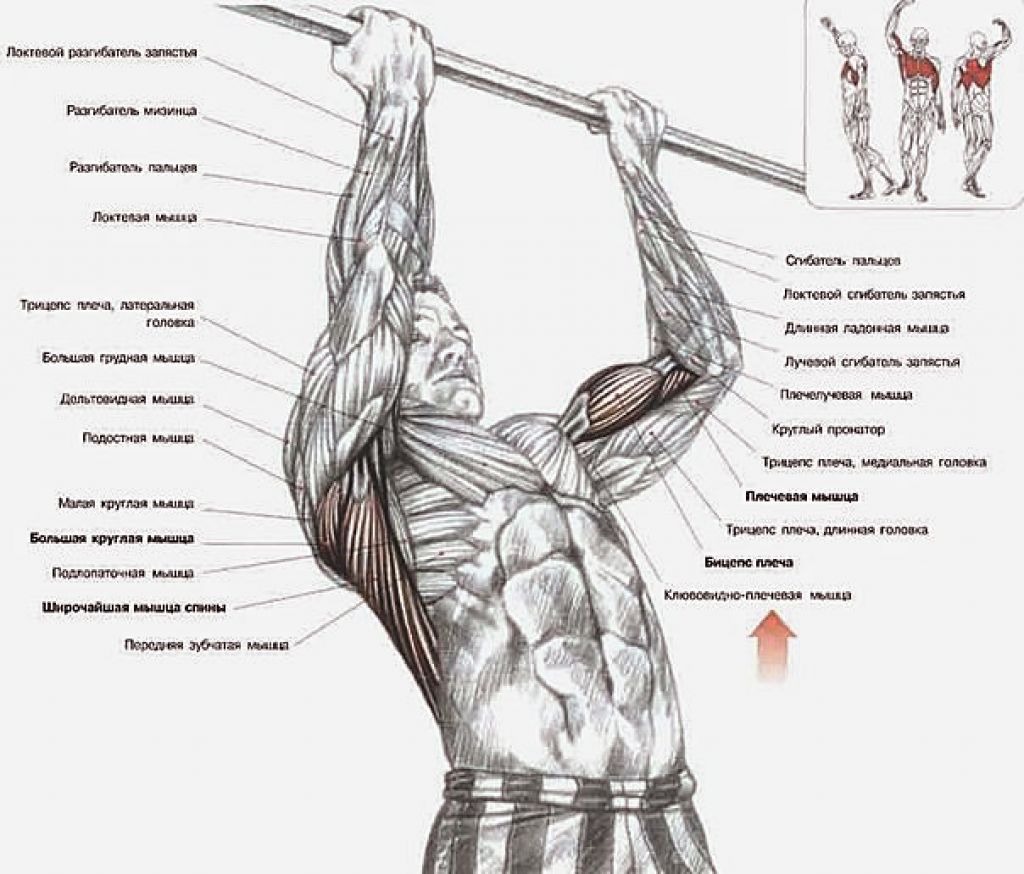Подъем на перекладине виды. Подтягивания схема мышц. Мышцы при подтягивании обратным хватом. Мышцы задействованные при подтягивании на турнике. Подтягивания обратным хватом мышцы.