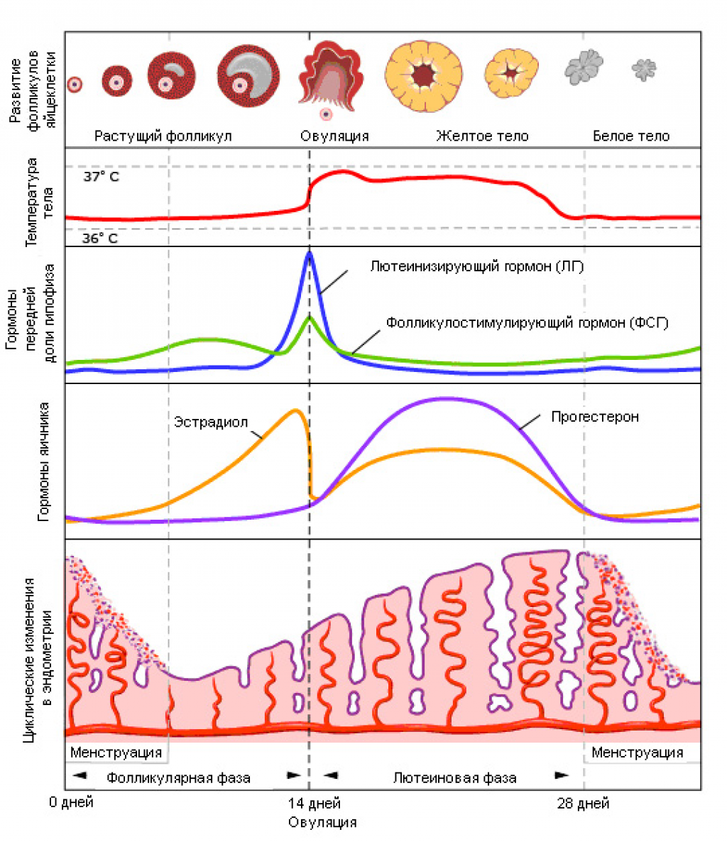 Овуляция схема цикла