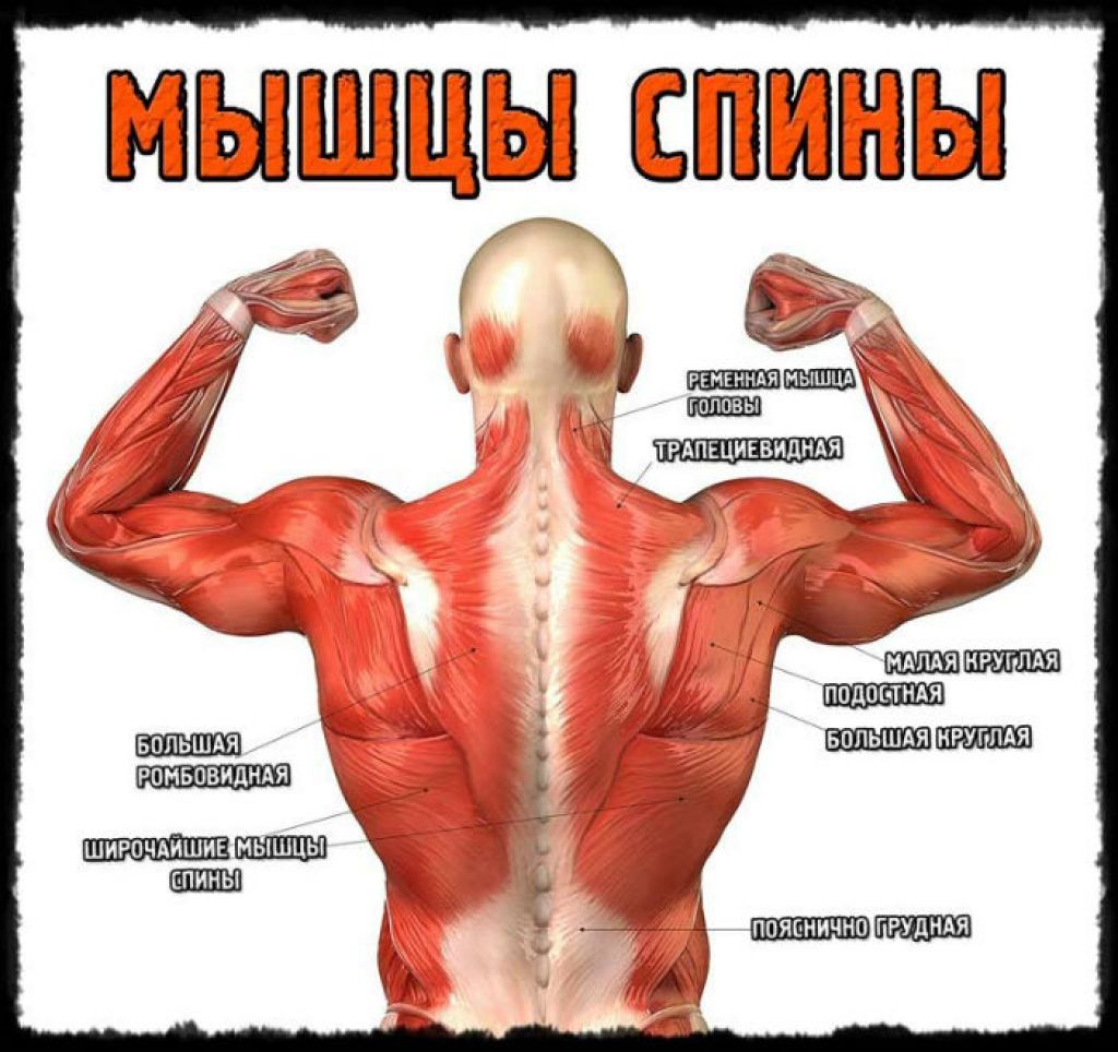 Поясница какие мышцы. Апоневроз широчайшей мышцы спины. Мышцы разгибатели позвоночника. Атлас Синельников мышцы спины. Мышцы спины анатомия упражнения.
