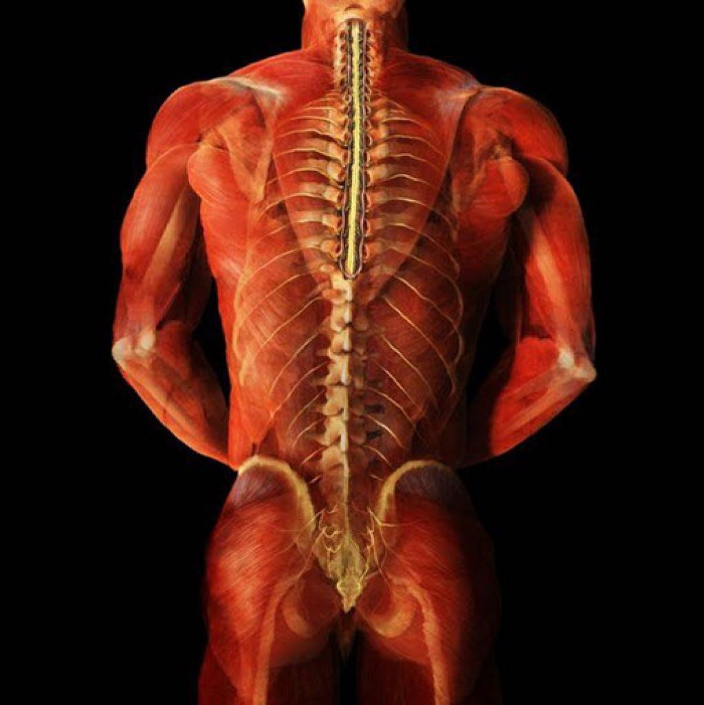 Органы человека со стороны спины фото