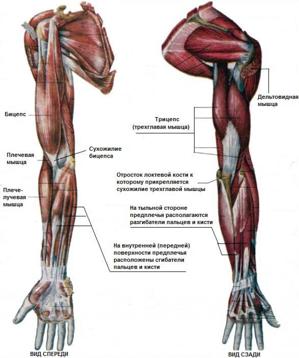 Анатомия руки. Мышцы верхней конечности анатомия. Мышцы плеча и предплечья анатомия. Мышцы передней поверхности верхней конечности. Мышцы плеча предплечья кисти.