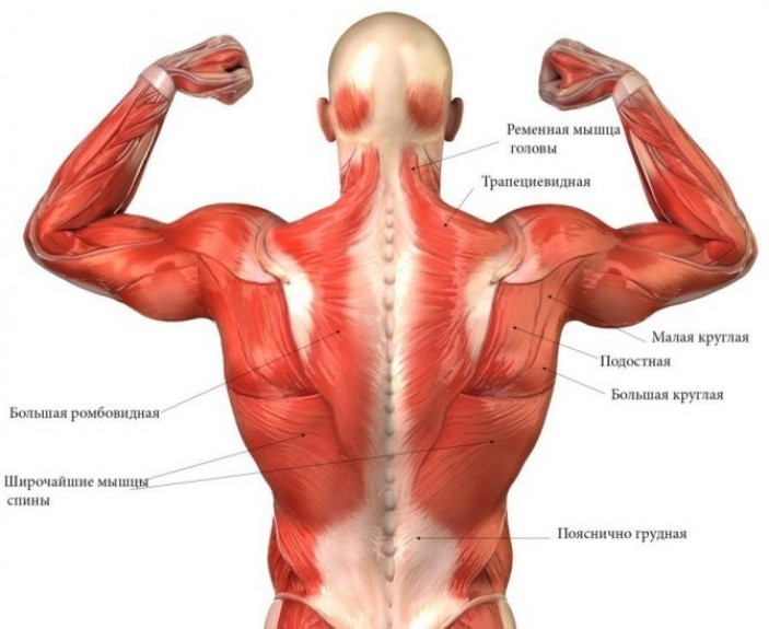 Широчайшая мышца спины: анатомическая справка