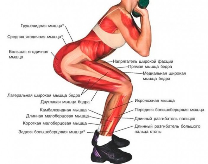 Какие мышцы работают во время приседаний с резинкой