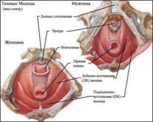 Мышцы тазового дна и их функции