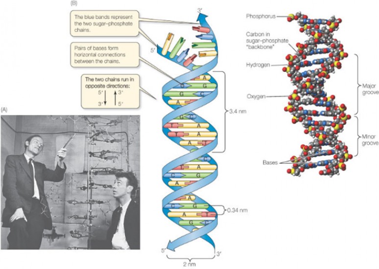 Как была открыта структура ДНК