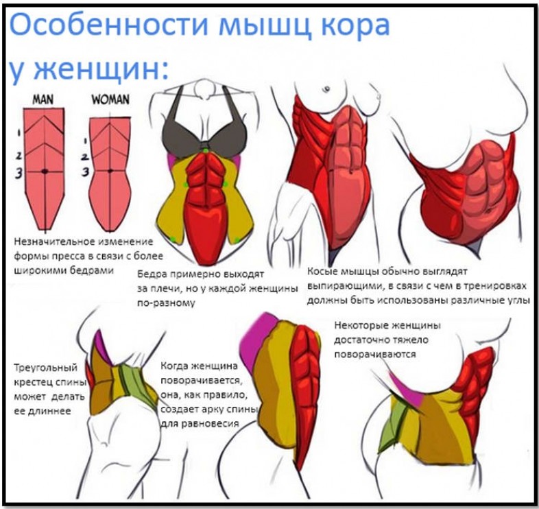 Укрепление мышечного корсета упражнения Мюллера