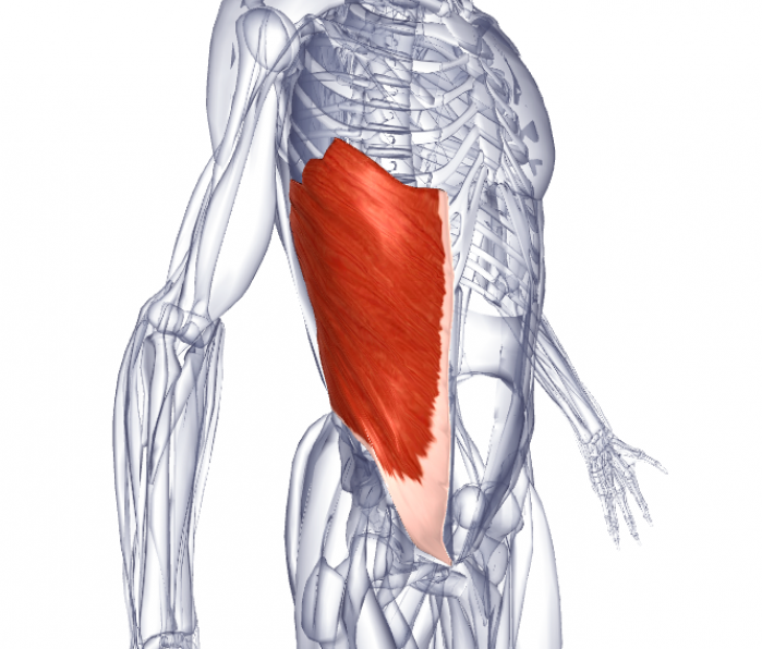 Анатомия косых мышц живота мужчин и девушек