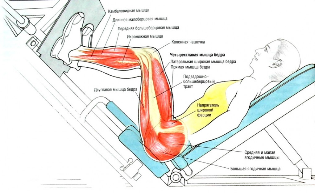 Зона ягодиц и ног: атлас мышц