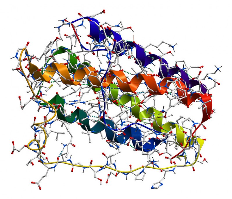 Теория усвоения белка и аминокислот