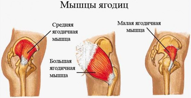 Строение ягодичных мышц и воздействие на них упражнения