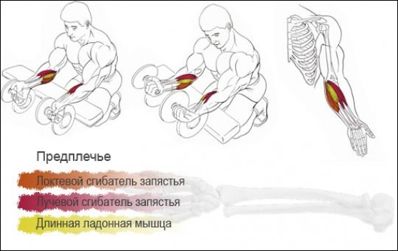 Тренировка предплечий