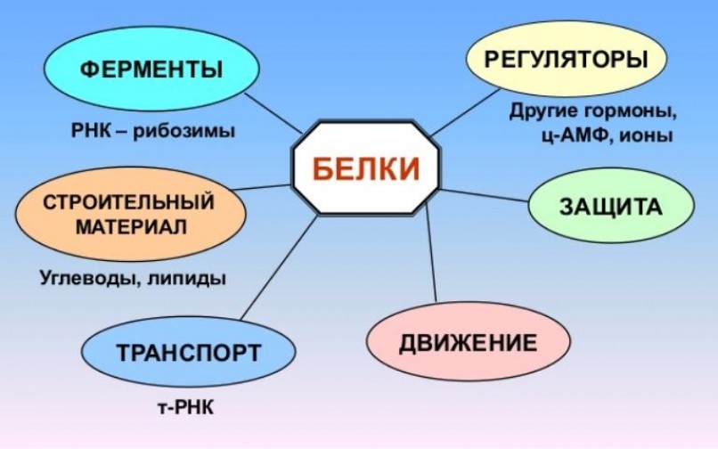 Основные функции белков