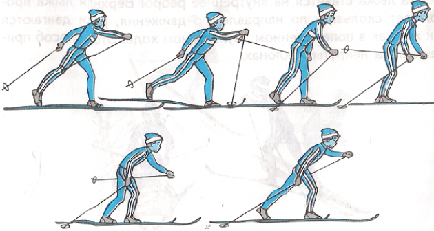Виды и способы передвижения на лыжах
