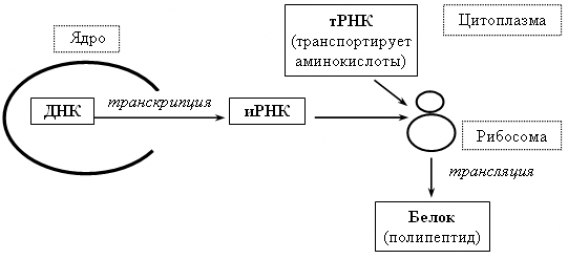 Схема биосинтеза белка