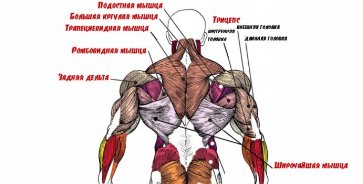 Работа мышц при беге