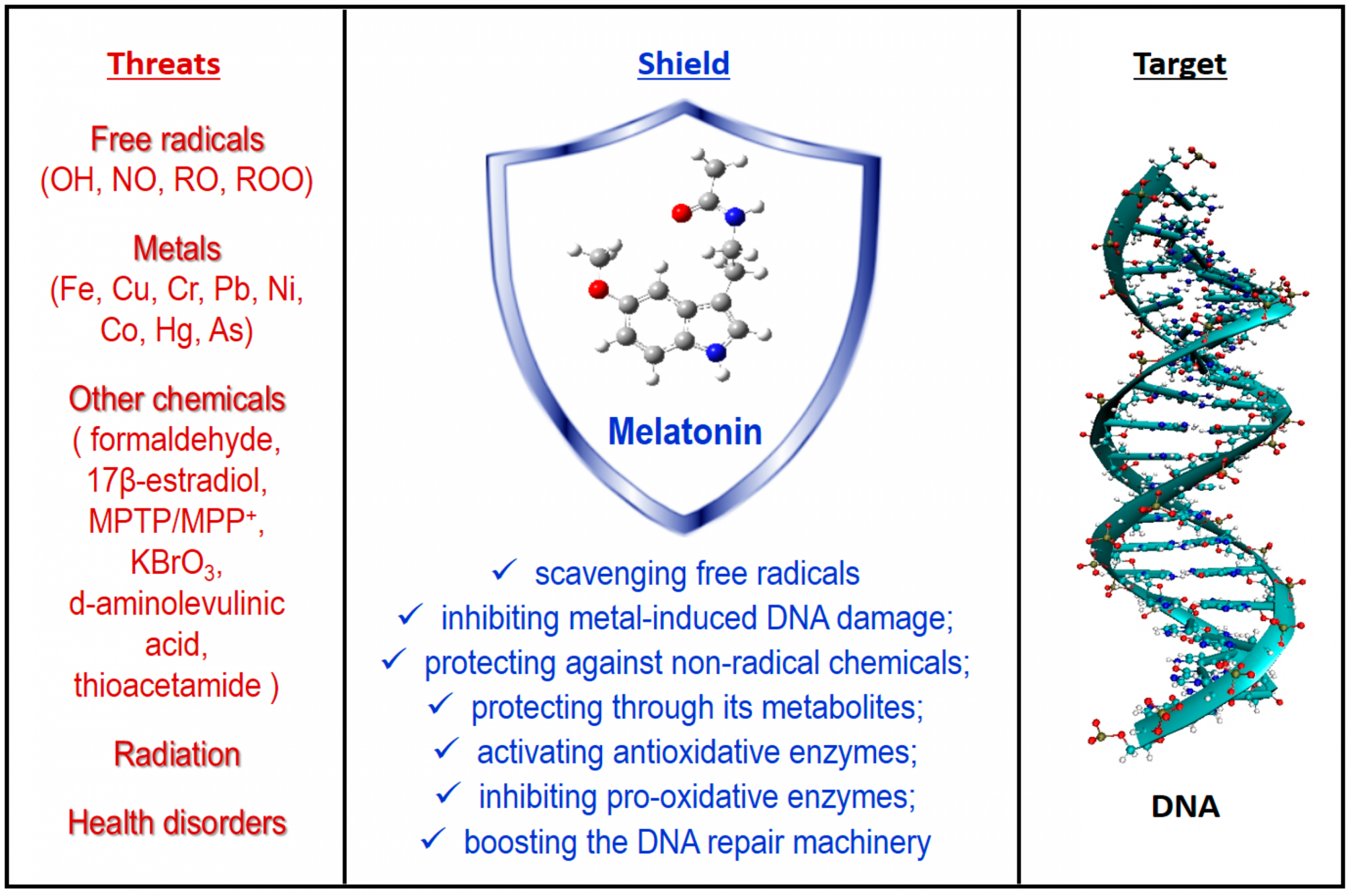 Факторы изменяющие активность рецепторов мелатонина