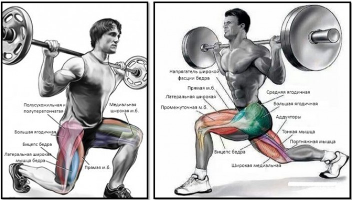 Мышцы, участвующие в тренинге