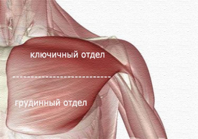 Как устроены мышцы груди