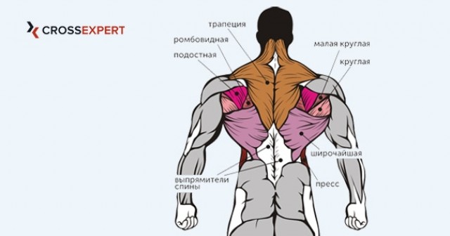 Какие мышцы работают?