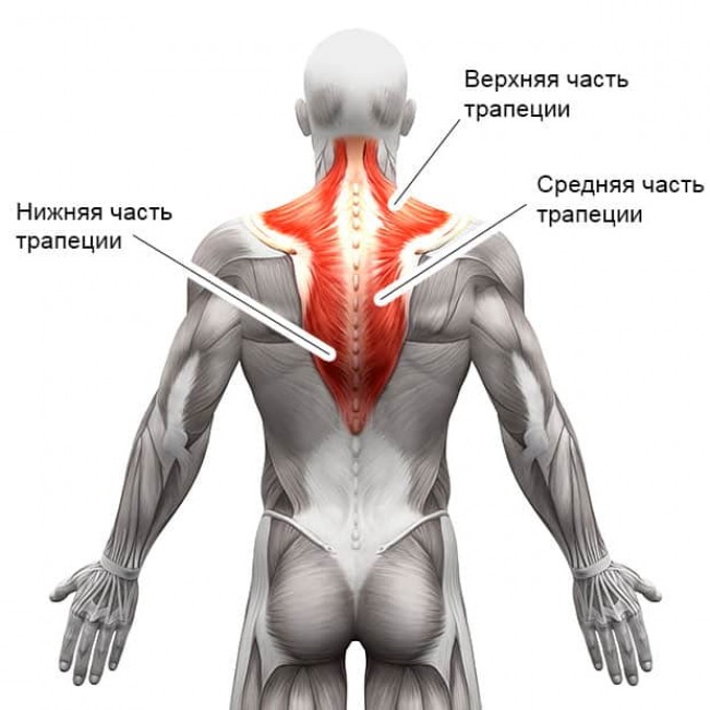Анатомия трапециевидных мышц