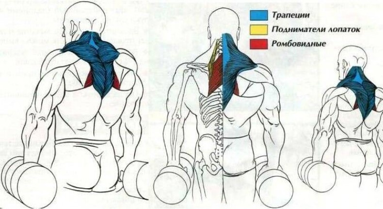 Рекомендации по тренировке трапеций