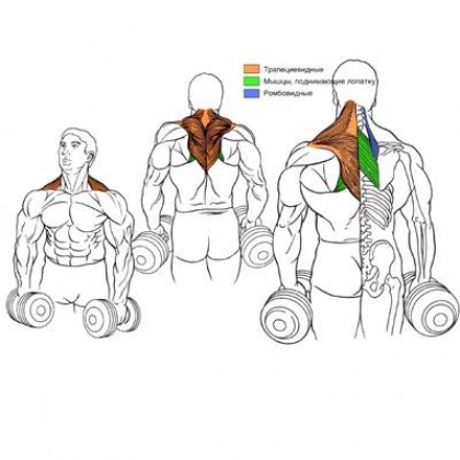 Рекомендации по тренировке трапеций