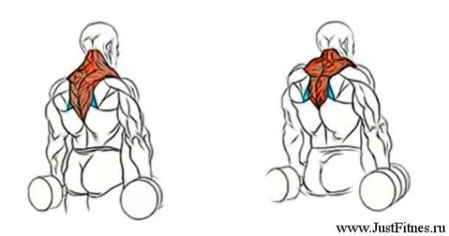 Рекомендации по тренировке трапеций