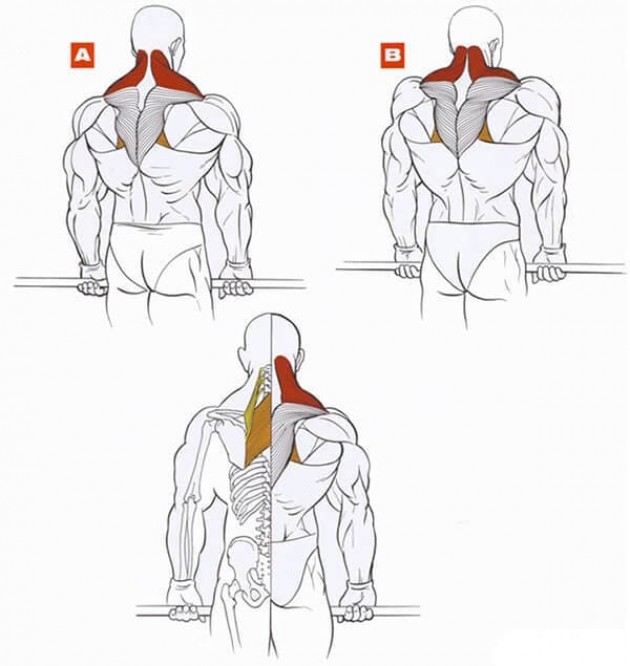 Рекомендации по тренировке трапеций