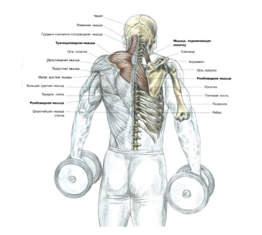 Анатомия мышц спины