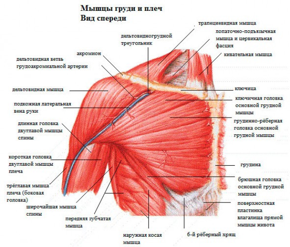 Cтроении грудных мышц