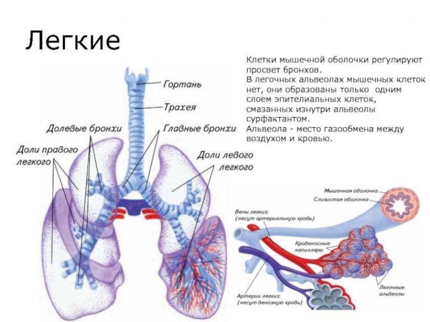 Изменения в легких при коронавирусе