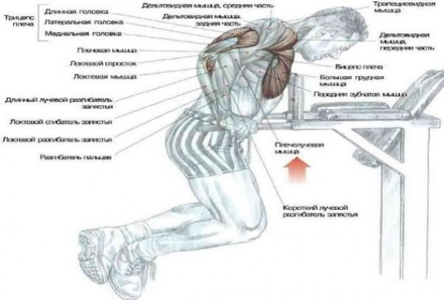 Анатомия упражнения