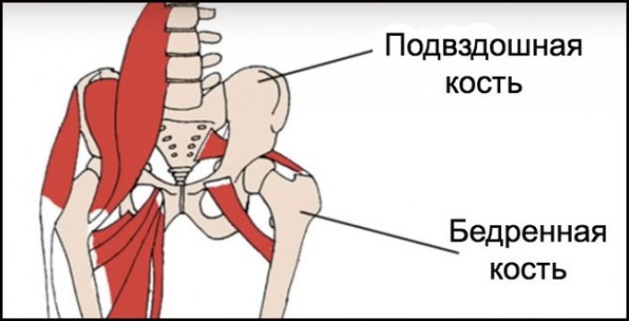 Асимметричные ягодицы и ямочки на попе: практическая сторона вопроса