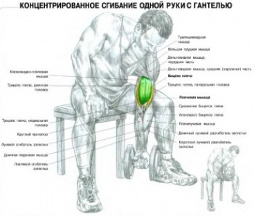 Варианты упражнений с использованием гантелей