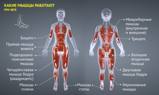 Какие группы мышц работают во время бега