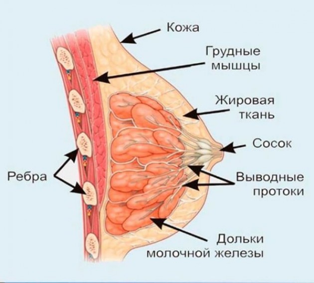 Немного анатомии: особенности строения женской груди