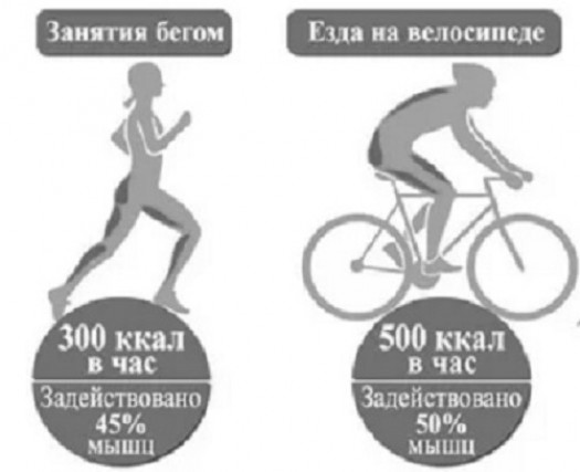 Что сжигает больше калорий бег или езда на велосипеде?