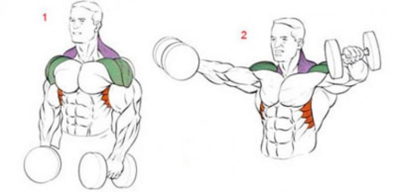 Как правильно организовать тренировки с учётом анатомических особенностей плеча?