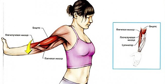 Растягиваем бицепс правильно