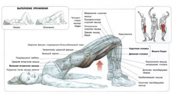 Какие мышцы задействует ягодичный мостик?