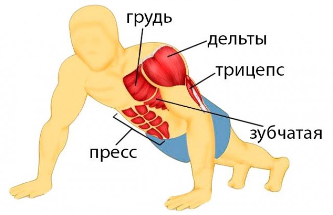Основные мышцы, принимающие участие в отжимании: