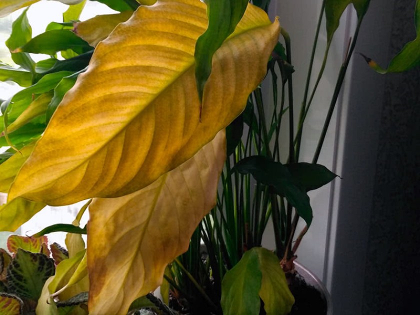 Почему желтеют и сохнут листья