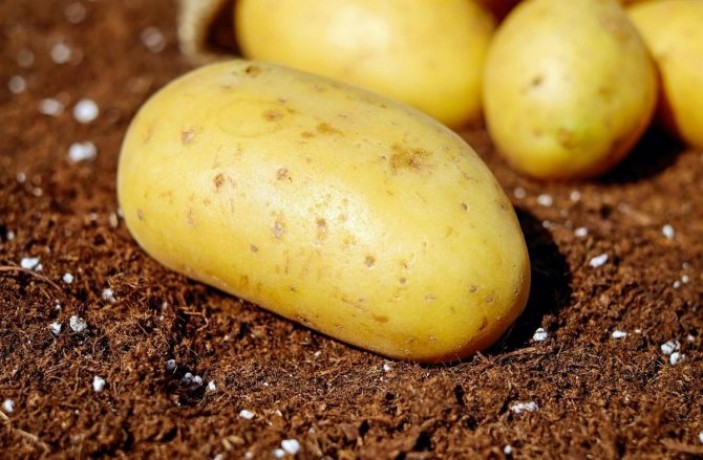 Госпожа картошка: выбор и подготовка клубней