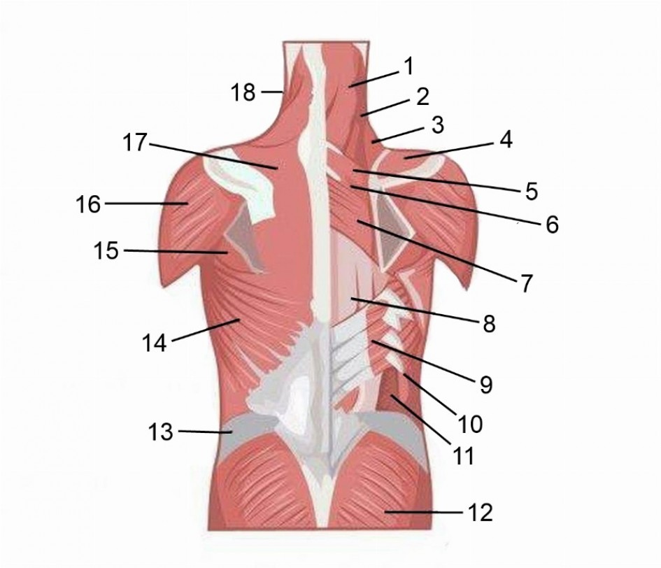 Мышцы спины: анатомическая справка